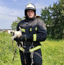 Операцию по спасению аистов, попавших в беду, провели в Лиозненском районе