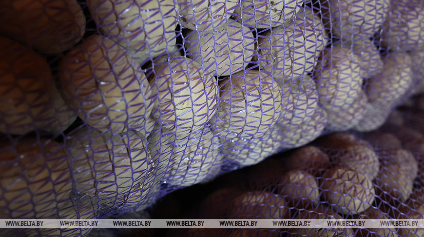 Обеспечены с запасом. Какой урожай картофеля собрали в Беларуси