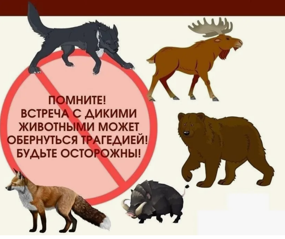 «О бедном животном замолвите слово…….»