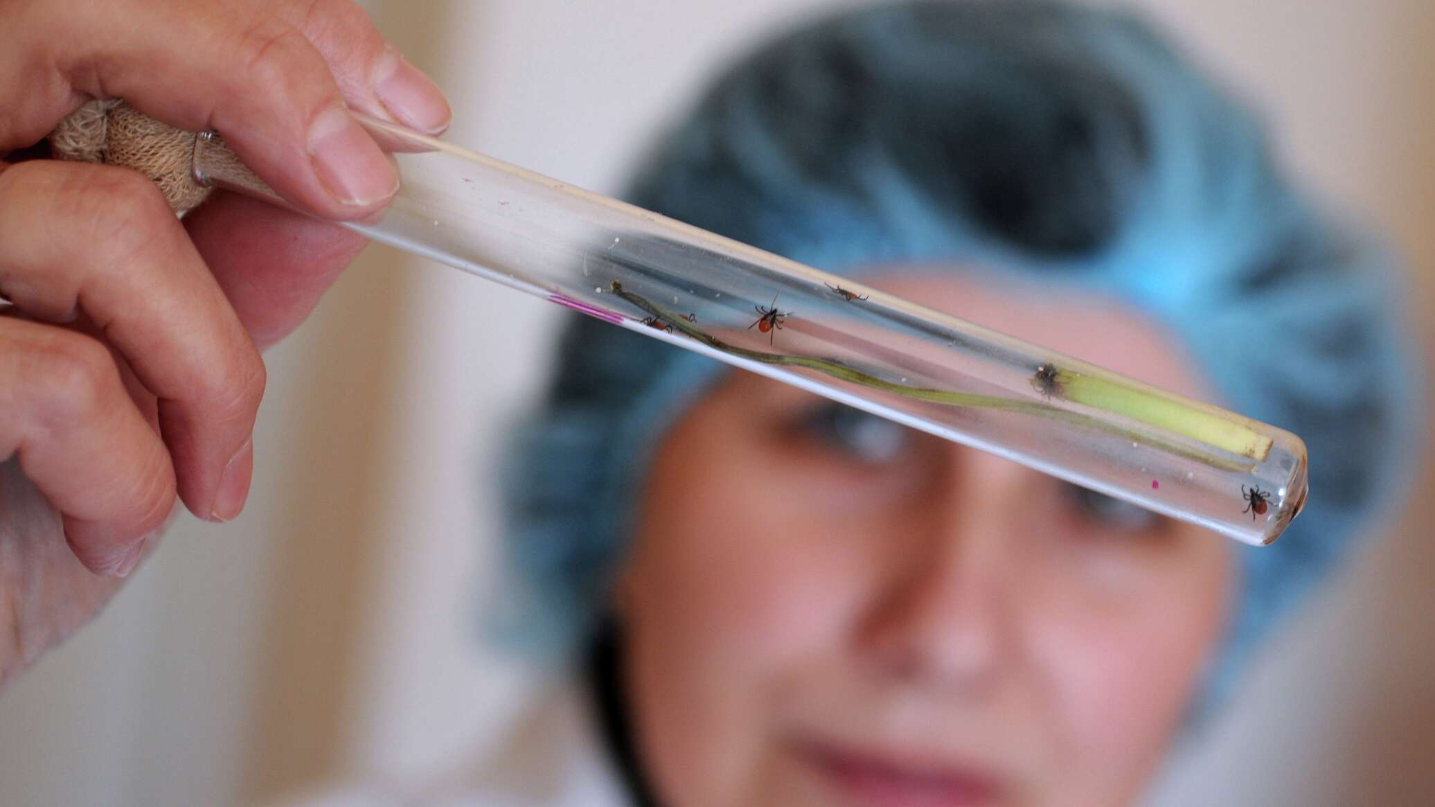 ИССЛЕДОВАНИЯ КЛЕЩЕЙ НА НАЛИЧИЕ ВОЗБУДИТЕЛЕЙ ТРАНСМИССИВНЫХ ИНФЕКЦИЙ