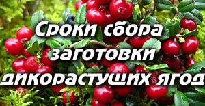 Установлены сроки сбора, заготовки (закупки) дикорастущих ягод