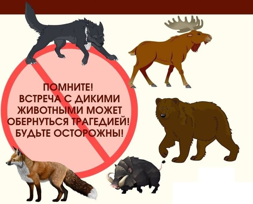 Памятка поведения при встрече с дикими животными