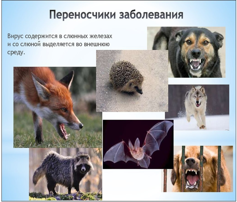 ПРОФИЛИКТИКА БЕШЕНСТВА